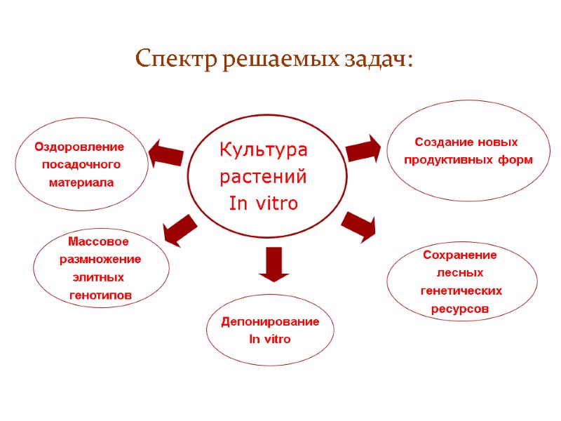 Спектр решаемых задач: Депонирование In vitro Массовое  размножение элитных  генотипов Культура 